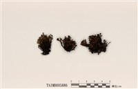 藏品(線狀圓盤衣)的圖片